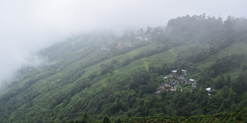 The romantic view of Happy Valley Tea Estate, a place to visit in Darjeeling for couples.