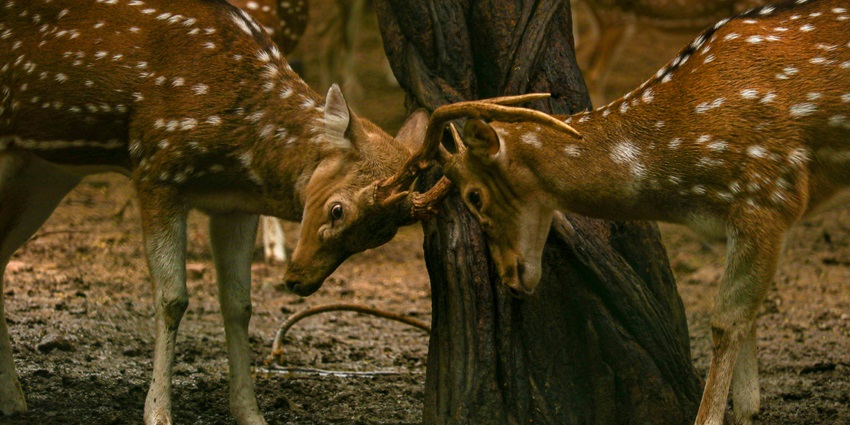 Hauz Khas Village is one of the best tourist destinations for every traveller to explore.