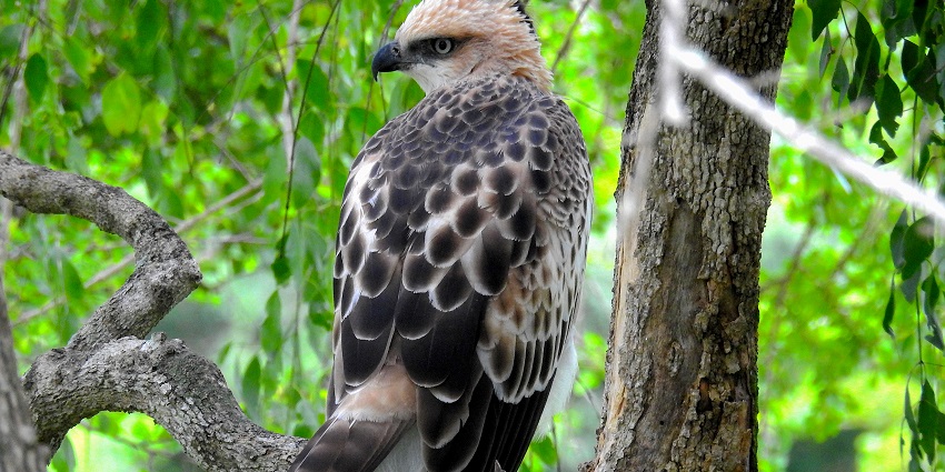 A crested Hawk Eagle perched on a branch, showcasing its striking feathers.