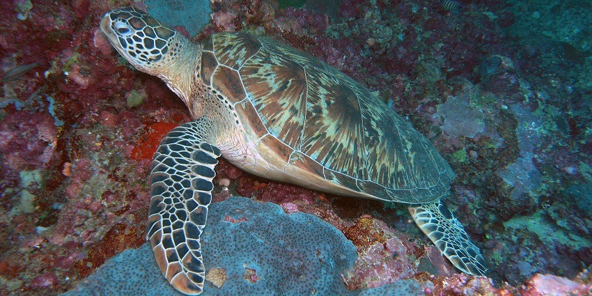 Hawksbill turtle gliding gracefully around the vibrant coral reefs of Sipadan Island.