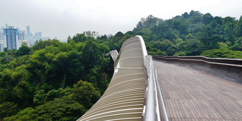 A stunning view of a bridge in Singapore surrounded by lush greenery during the day.