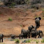 Beautiful image of elephants wandering in the wilderness of Dihang Dibang National Park