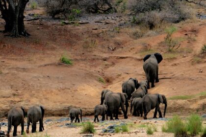 Beautiful image of elephants wandering in the wilderness of Dihang Dibang National Park