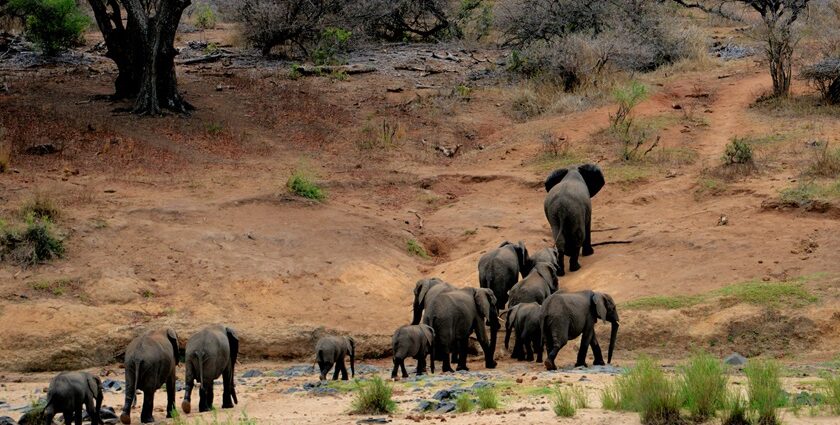 Beautiful image of elephants wandering in the wilderness of Dihang Dibang National Park