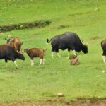 Bison national park is a haven in Tripura for all nature and wildlife enthusiasts to explore