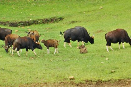 Bison national park is a haven in Tripura for all nature and wildlife enthusiasts to explore