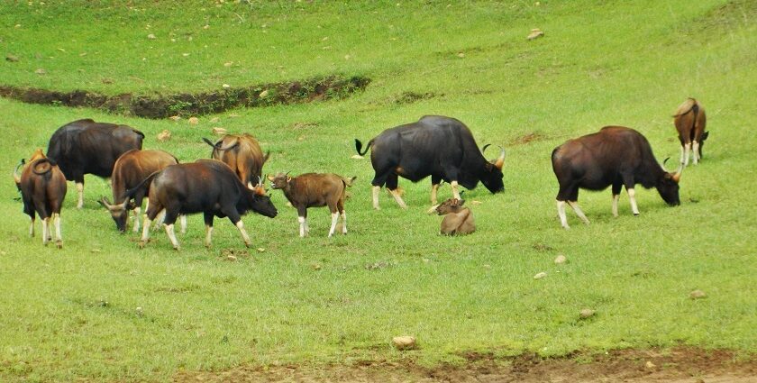 Bison national park is a haven in Tripura for all nature and wildlife enthusiasts to explore