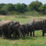 Group of elephants enjoying their time in Minneriya National Park, set against a backdrop.