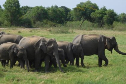 Group of elephants enjoying their time in Minneriya National Park, set against a backdrop.