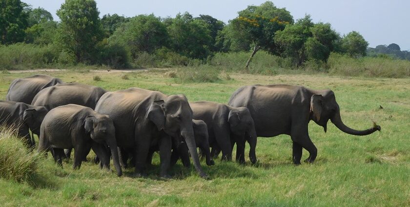 Group of elephants enjoying their time in Minneriya National Park, set against a backdrop.