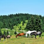 A peaceful herd of horses grazing on a grassland - Dibru Saikhowa National Park.