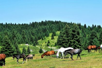 A peaceful herd of horses grazing on a grassland - Dibru Saikhowa National Park.