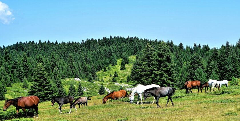 A peaceful herd of horses grazing on a grassland - Dibru Saikhowa National Park.