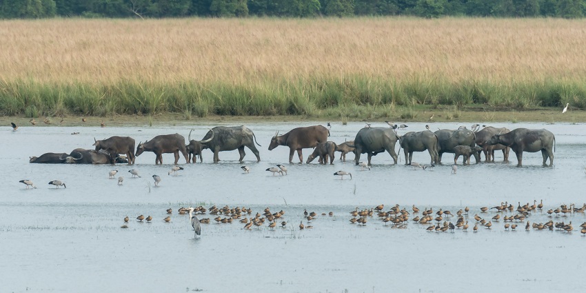 Pabha wildlife sanctuary houses a diverse range of flora and fauna for tourists to witness