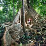 Image of a hiker standing under a giant tree somewhere in the forest during hiking in Vietnam