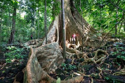 Image of a hiker standing under a giant tree somewhere in the forest during hiking in Vietnam