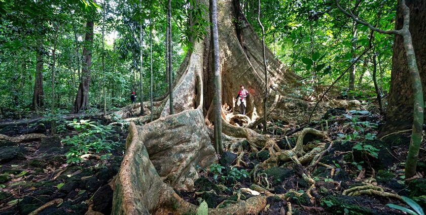 Image of a hiker standing under a giant tree somewhere in the forest during hiking in Vietnam