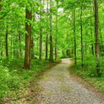 Beautiful snapshot of a scenic trail leaving towards the woods–Hiking in Singapore