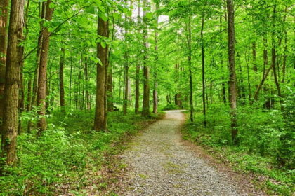 Beautiful snapshot of a scenic trail leaving towards the woods–Hiking in Singapore