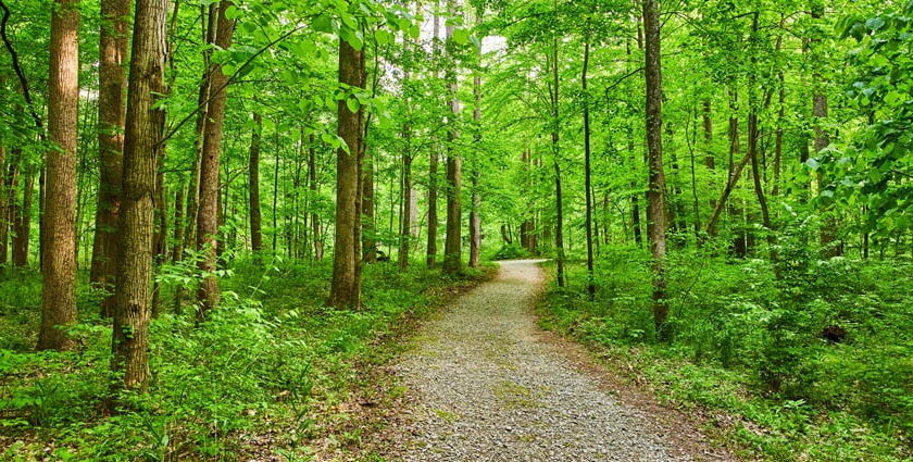 Beautiful snapshot of a scenic trail leaving towards the woods–Hiking in Singapore