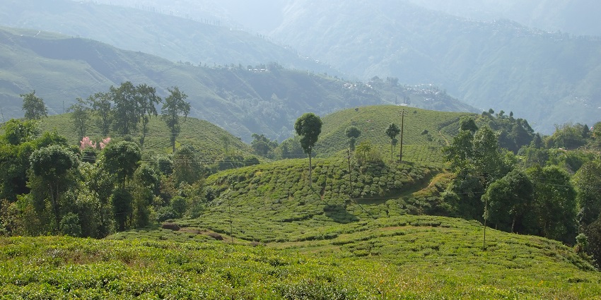 Panoramic image of the beautiful hills covered in the lush green jungle