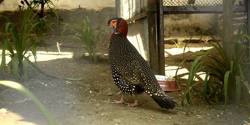 The Western Tragopan, the state bird of Himachal Pardesh in the Himalayan Bird Park