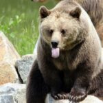 A brown bear resting and playing around - Kugti Wildlife Sanctuary on lush green grass.