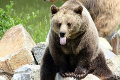 A brown bear resting and playing around - Kugti Wildlife Sanctuary on lush green grass.