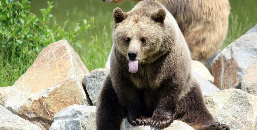 A brown bear resting and playing around - Kugti Wildlife Sanctuary on lush green grass.