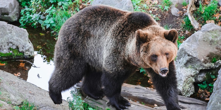 Brown bear stands majestically in a lush green forest, surrounded by vibrant foliage.