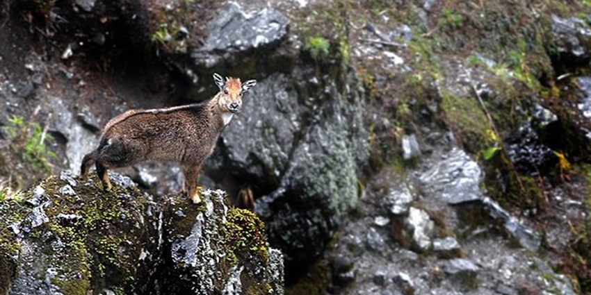 This wildlife sanctuary is nestled amidst the eastern himalayas in the Sikkim district