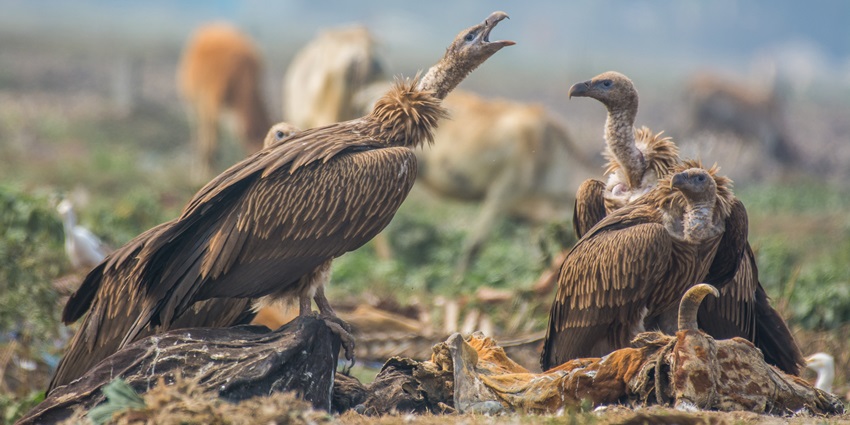 Birdwatching can be one of the best experiences to indulge in for nature enthusiasts.
