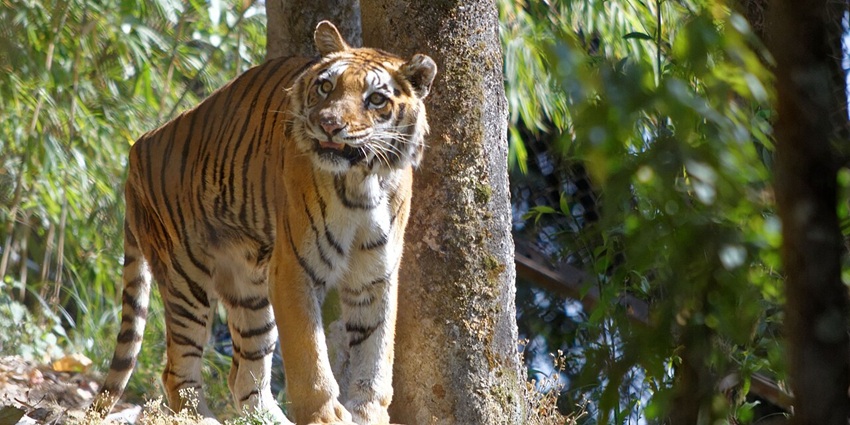 A picture of a Bengal Tiger roaming around the vast expanse of Himalayan Zoological Park 