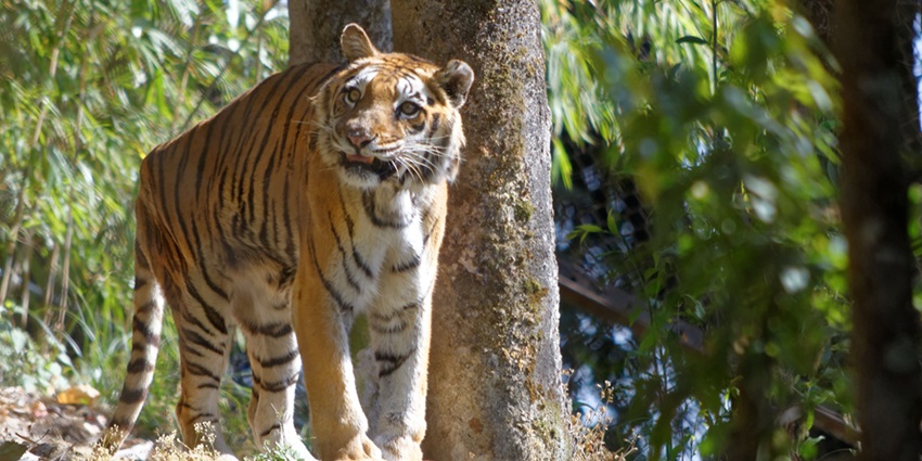 Himalayan Zoological Park is one of the best places to visit around Ranka Monastery.