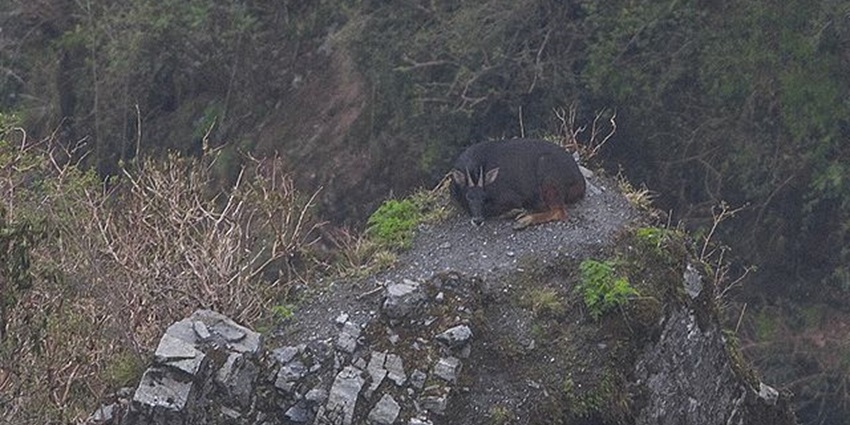 Pangolakha wildlife sanctuary houses many rare species, an addition to its charm