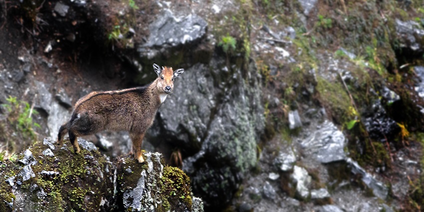This wildlfife sanctuary trek is an haven for all the tourist wishing to spot diverse flora and fauna