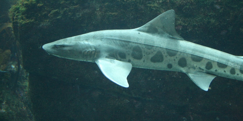 A natural display of marine life under the water