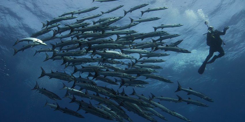 Diver encountering with fish while scuba diving in Phi Phi island
