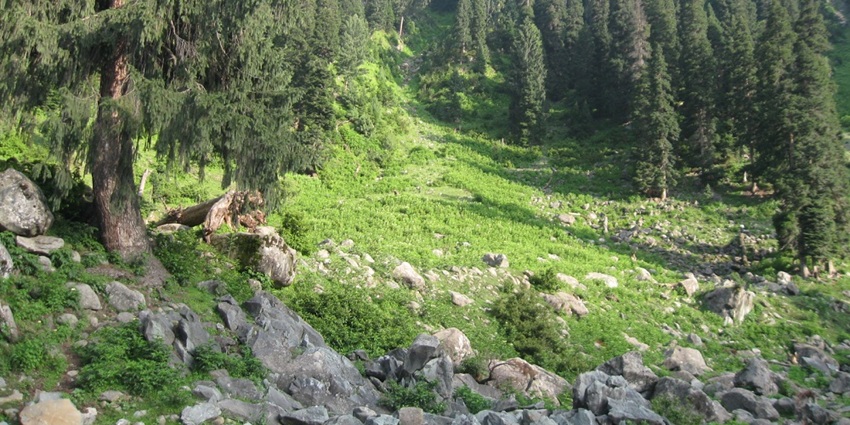 A view of the Hirpora Wildlife Sanctuary, a hotspot near Lachipora Wildlife Sanctuary.