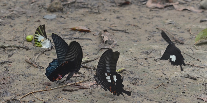 A scenic snapshot of the beautiful rare butterflies in the Gibbon Wildlife Sanctuary