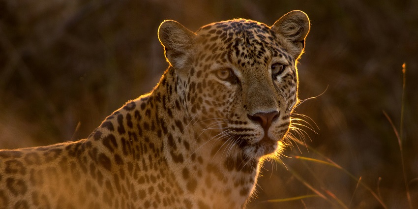 A focused view of a leopard looking into the camera in Hoollongapar Gibbon Sanctuary.
