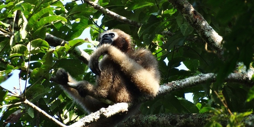 This wildlife sanctuary is perfect place for tourists to explore the rare and rich biodiversity of Assam