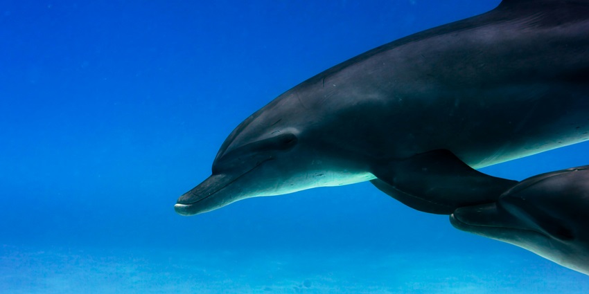 A serene view of a dolphin gliding deep into the turquoise-blue waters of the ocean.