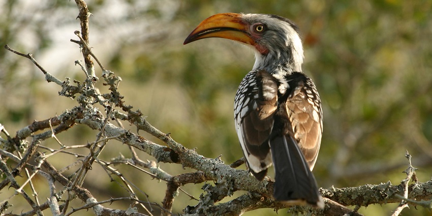 Spot the rarest of rare hornbill bird from the hornbill viewpoint amidst the dense forest