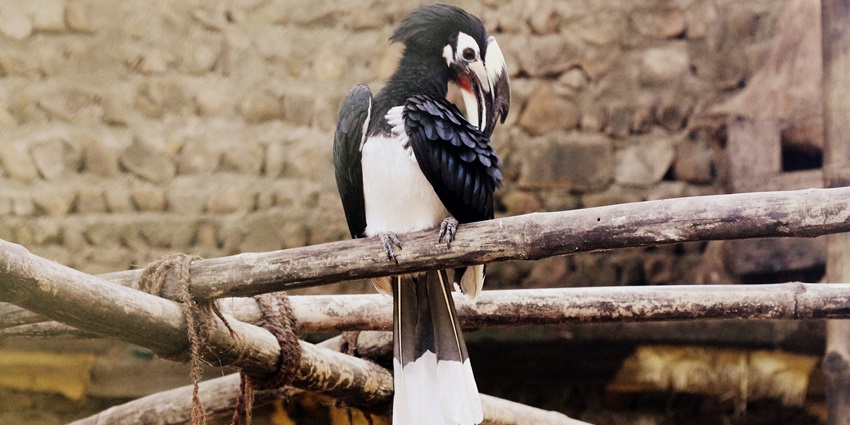 Spot the beautiful Hornbill at Zoological Park in Nagaland - places to visit in Dimapur