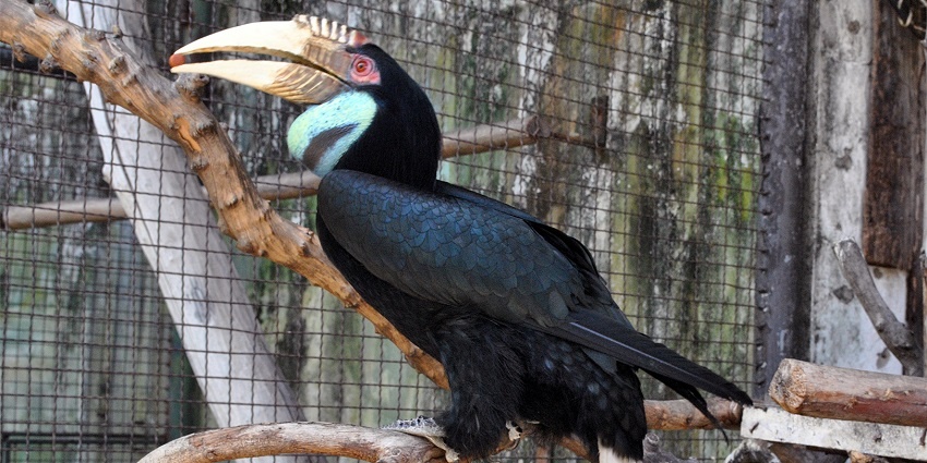 Pata zoo houses various species including orangutans, tigers, bears and leopards.