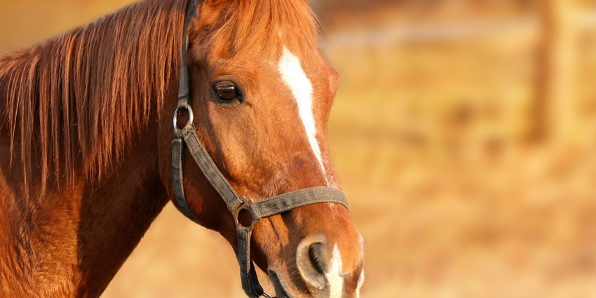 Enjoy horse riding along scenic mountain trails - one of the best things to do in Solang Valley.