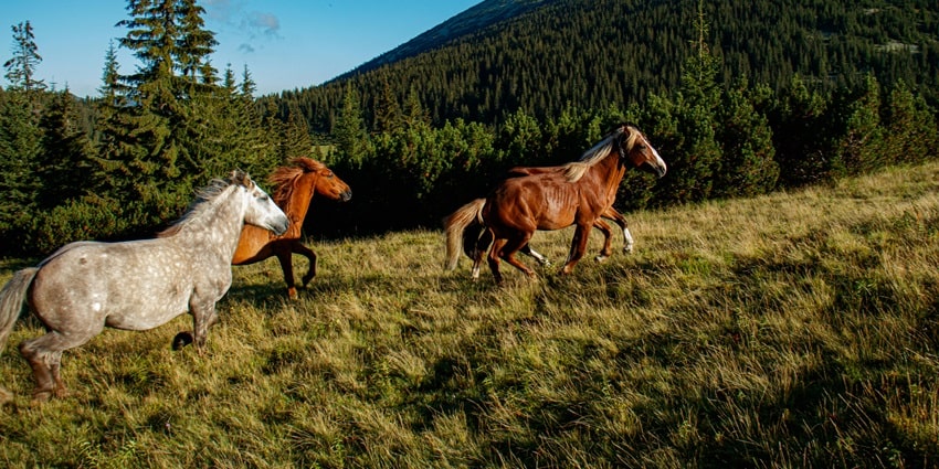Horses galloping freely across a green grassfield - Dibru Saikhowa National Park.