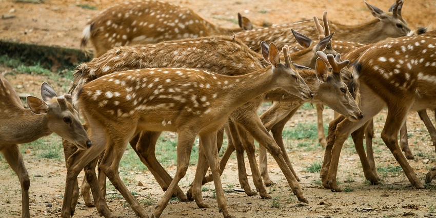 Exploring its zoo is one of the best things to do in Horsley Hills for wildlife lovers.