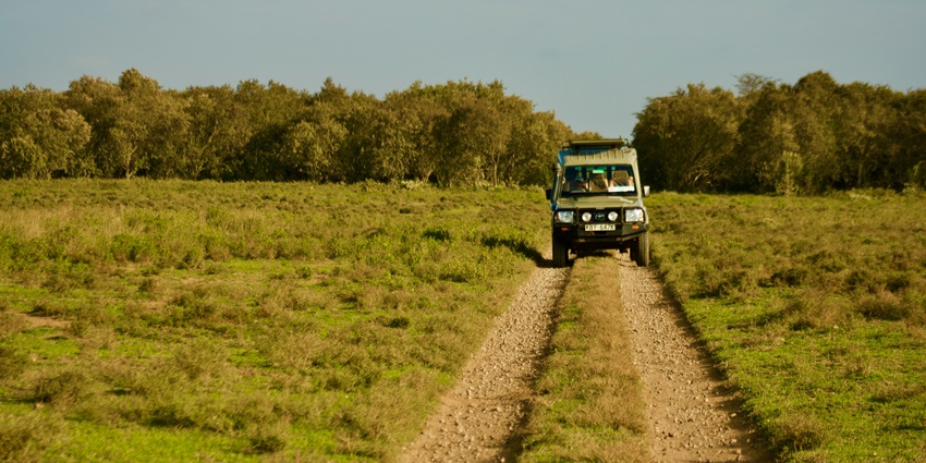 An image of a wildlife safari witnessing the diverse flora and fauna of Assam, India.